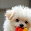 Photo of a small fluffy white dog playing with a new toy