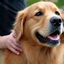 Photo of a large friendly dog receiving attention