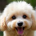 Photo of a cute toy poodle looking happy after grooming