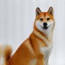 Photo of a well-behaved Shiba Inu sitting nicely