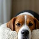 Photo of a beagle resting comfortably in a clean pet hotel room